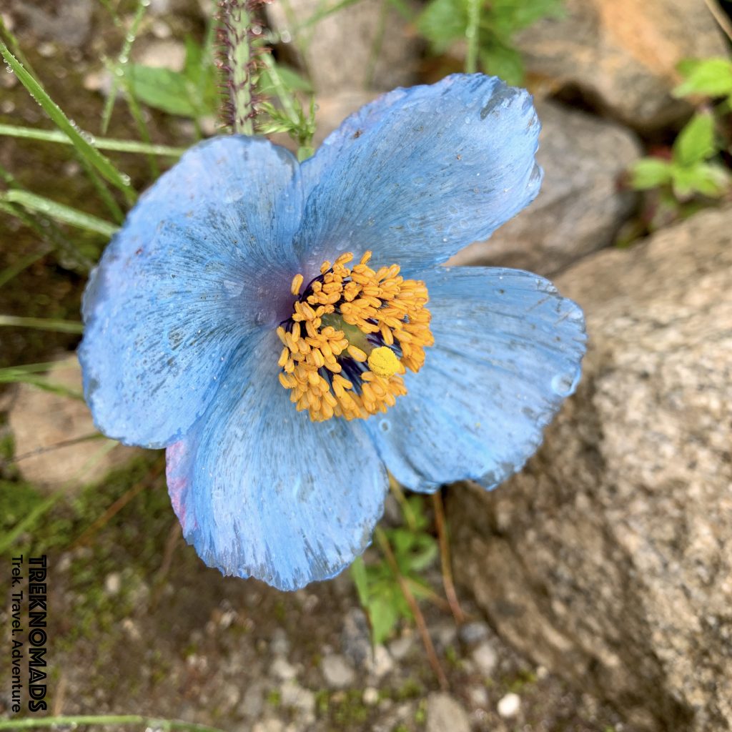 valley of flowers trek 