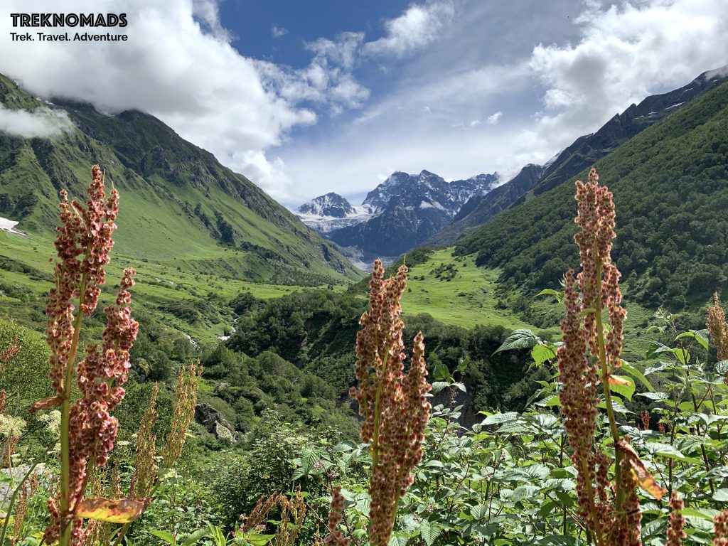 valley of flowers trek