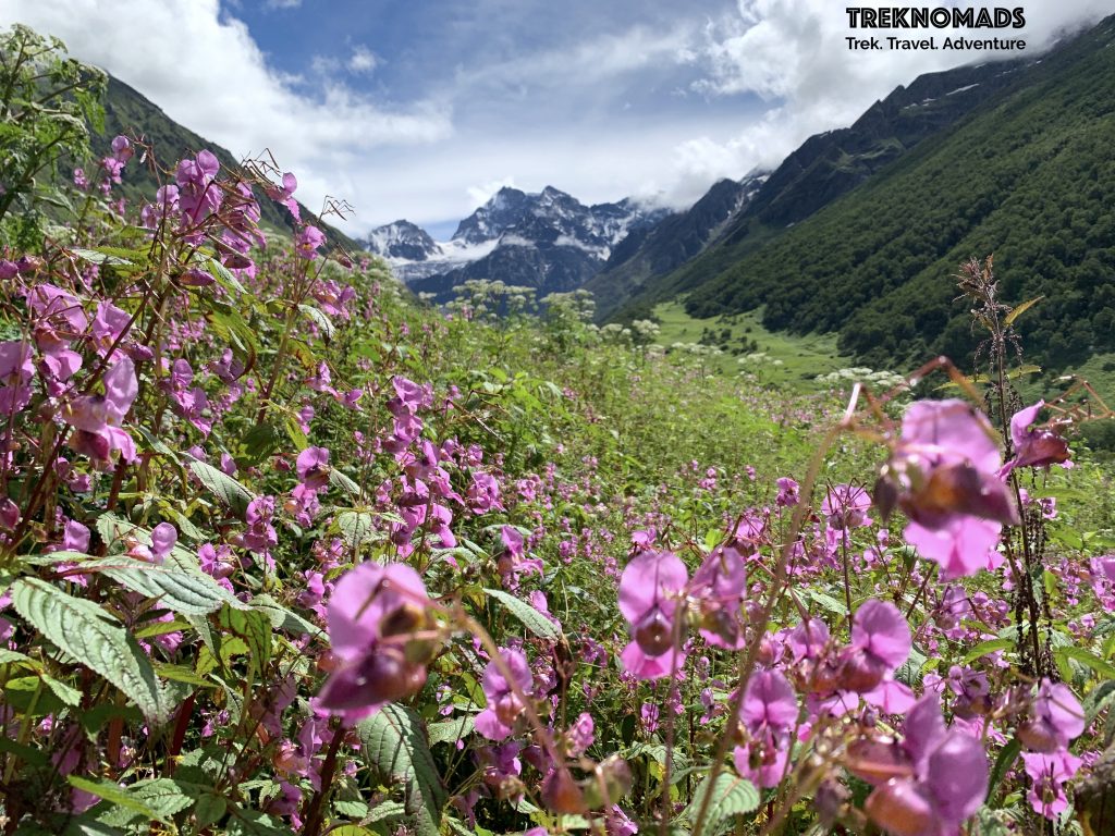 valley of flowers trek 