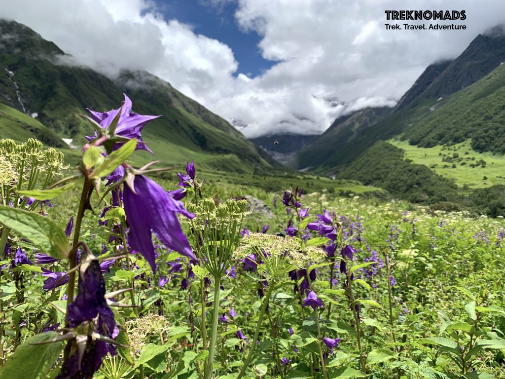 valley of flowers trek 