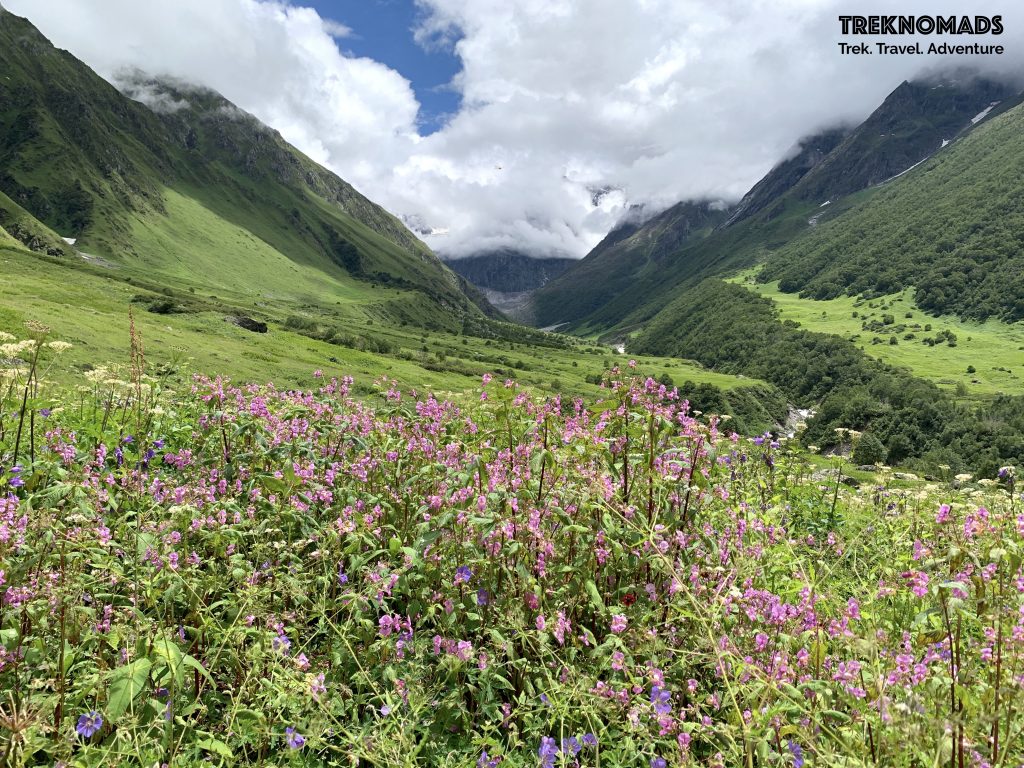 valley of flowers trek 