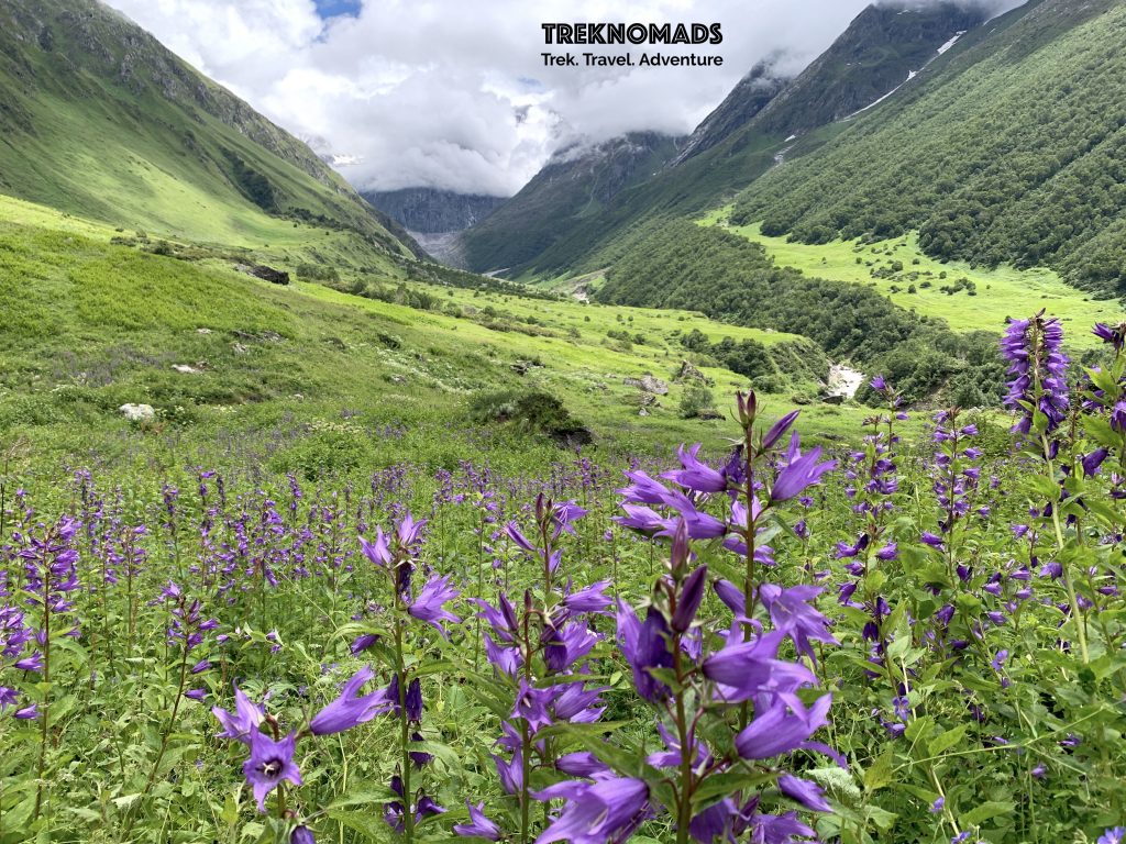 valley of flowers trek 