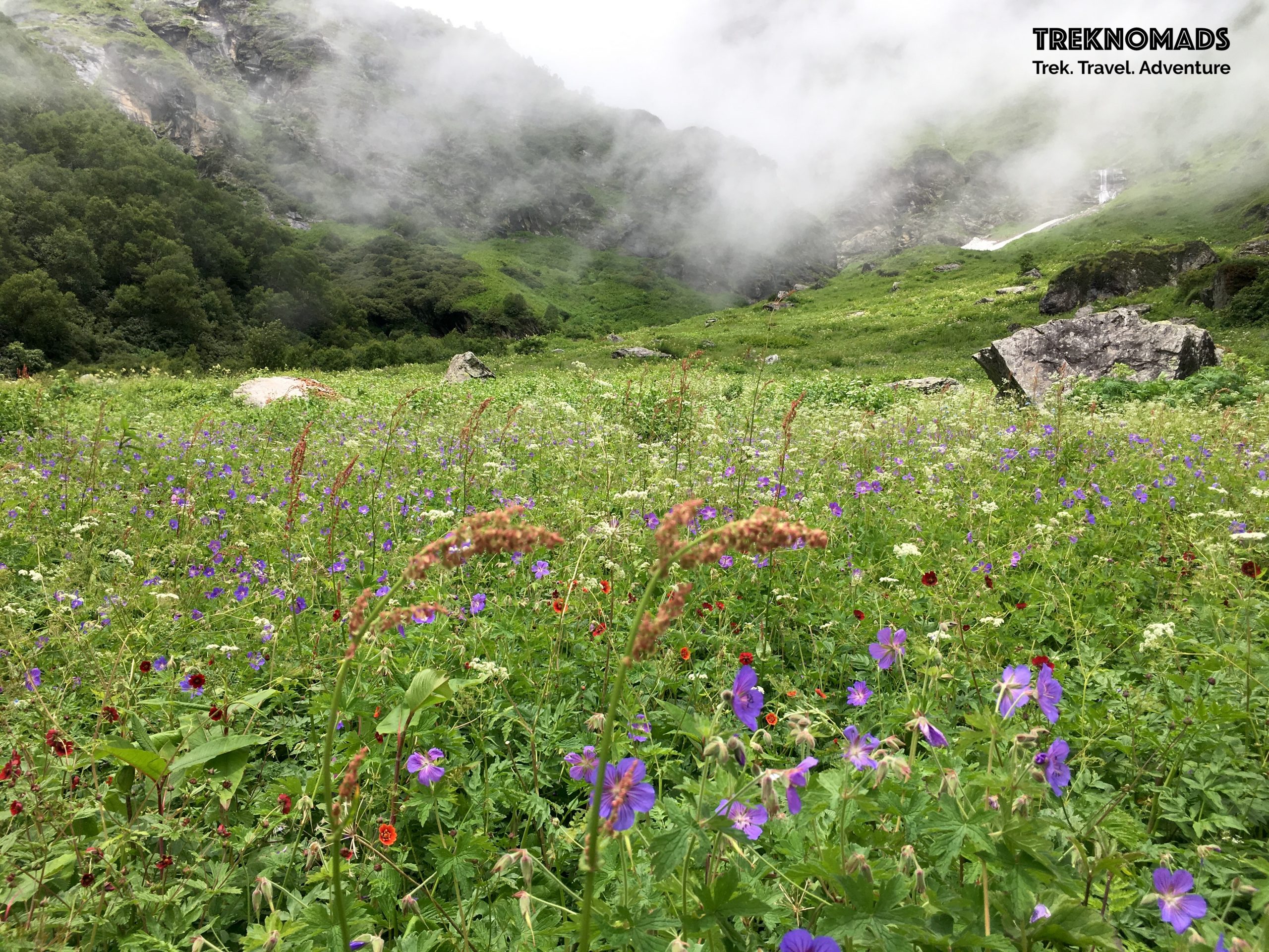 trek to valley of flowers