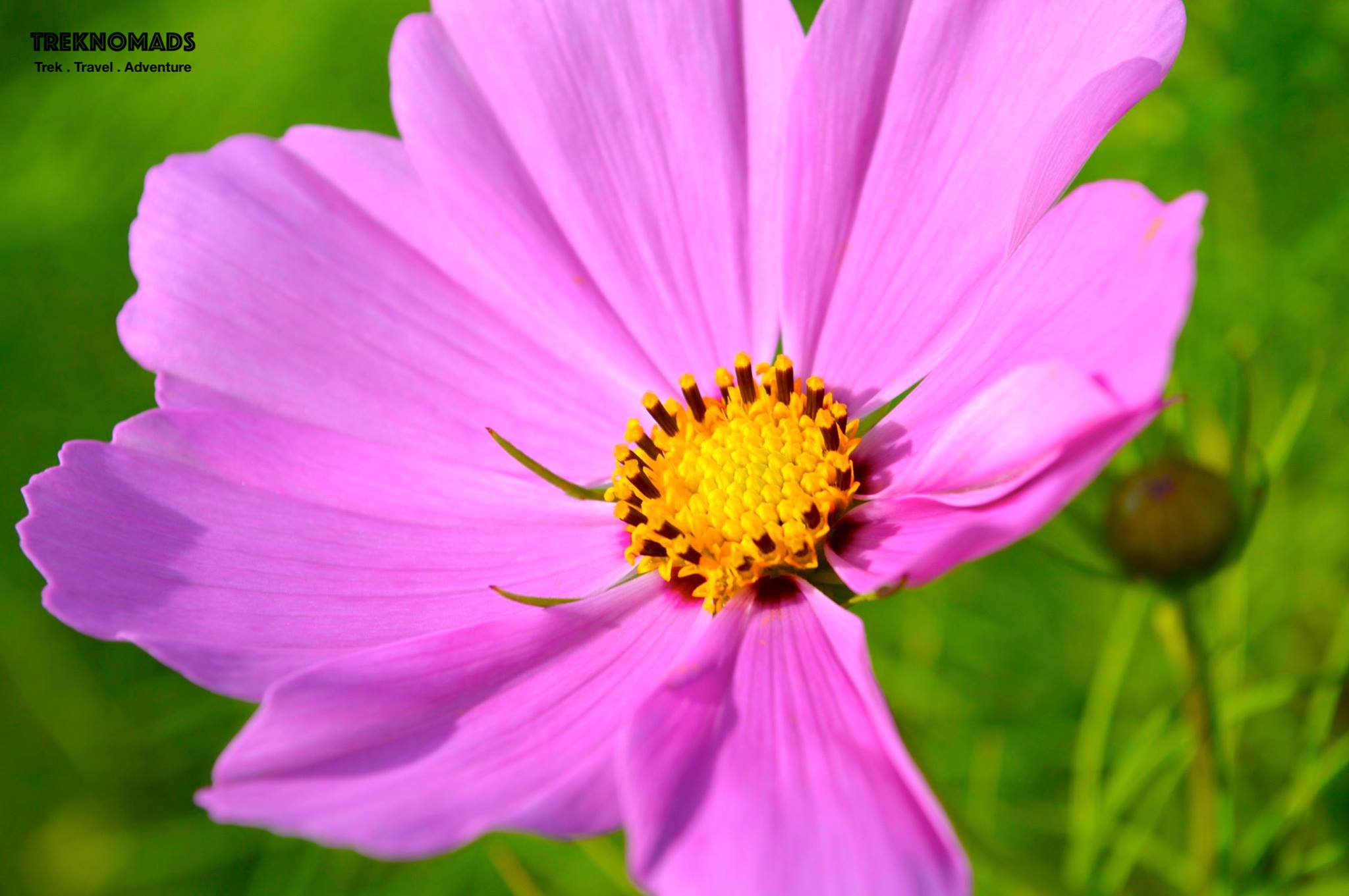 Himalayan Flowers