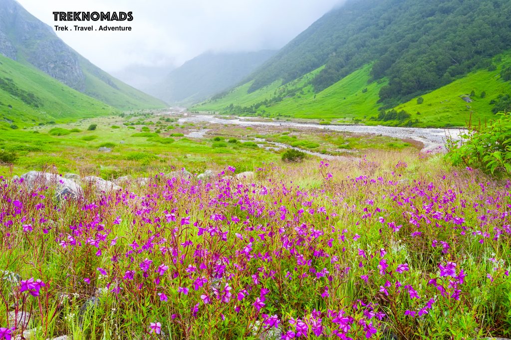 Uttarakhand National Parks "Blooming wildflowers in Valley of Flowers, a world-renowned Uttarakhand National Park"