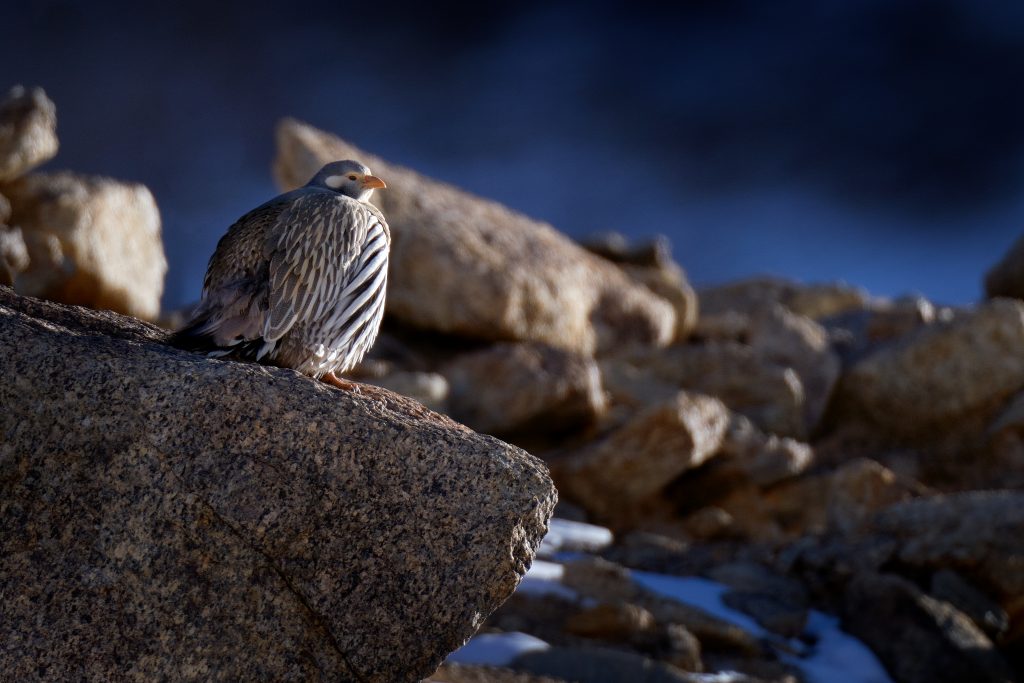 Tibetan Snowcock