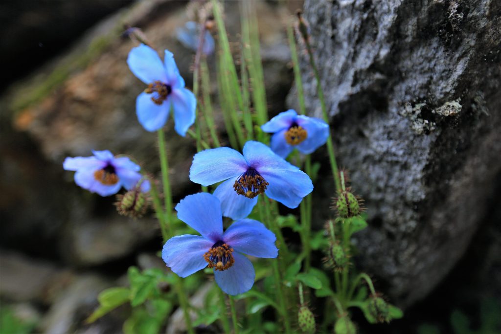 Himalayan blue poppies