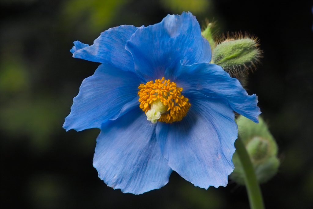 Himalayan Blue Poppy