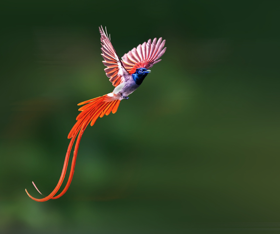 Kuari Pass: A Birdwatcher’s Paradise: Asian Paradise Flycatcher