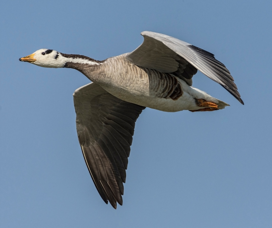 Kuari Pass: A Birdwatcher’s Paradise: Bar-Headed Goose