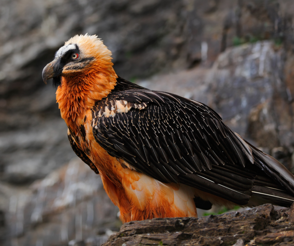 Kuari Pass: A Birdwatcher’s Paradise: Bearded Vulture