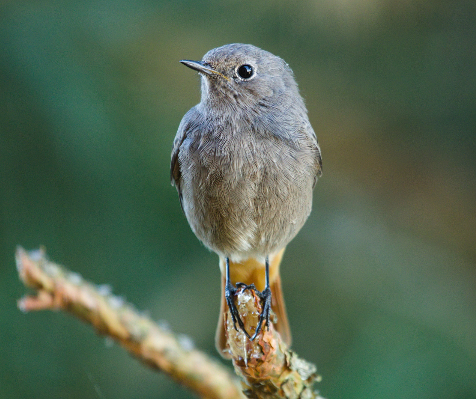 Kuari Pass: A Birdwatcher’s Paradise: Black Redstart