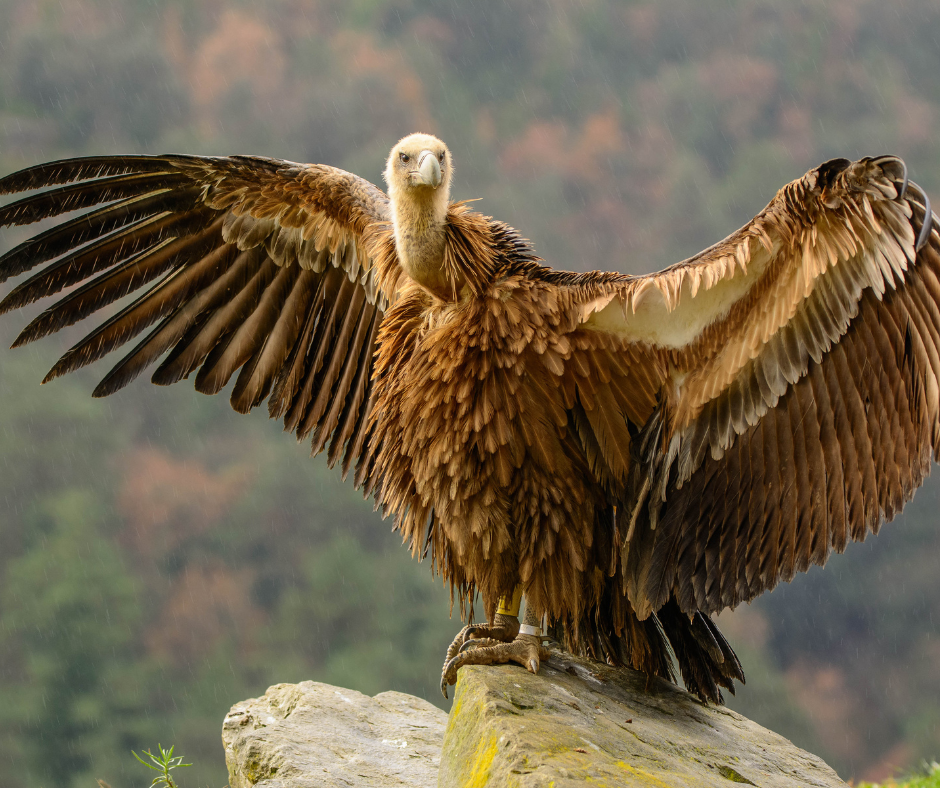 Kuari Pass: A Birdwatcher’s Paradise: Griffon Vulture