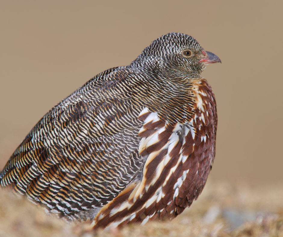 Kuari Pass: A Birdwatcher’s Paradise: Snow Partridge