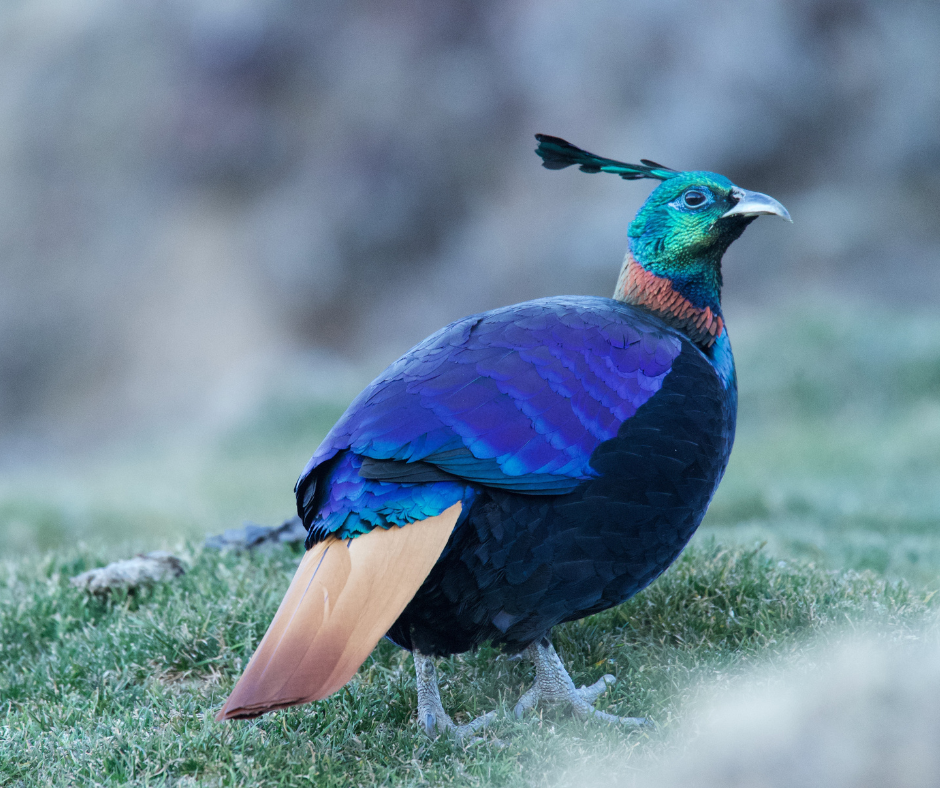 Kuari Pass: A Birdwatcher’s Paradise: The Monal Pheasant 