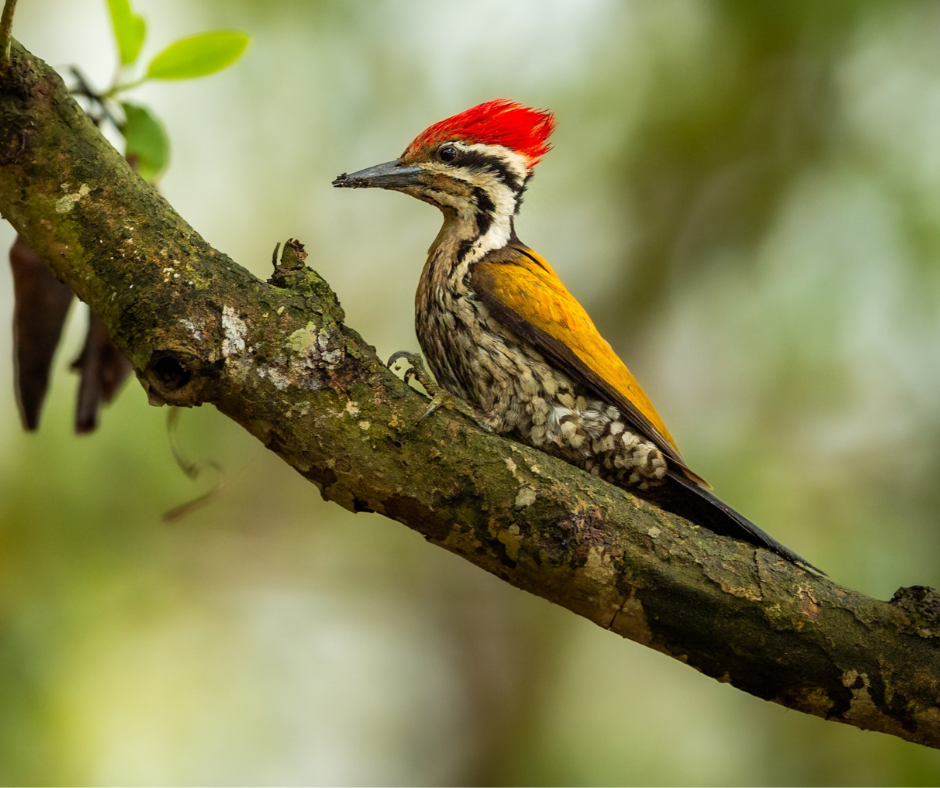 Kuari Pass: A Birdwatcher’s Paradise: Himalayan Woodpecker